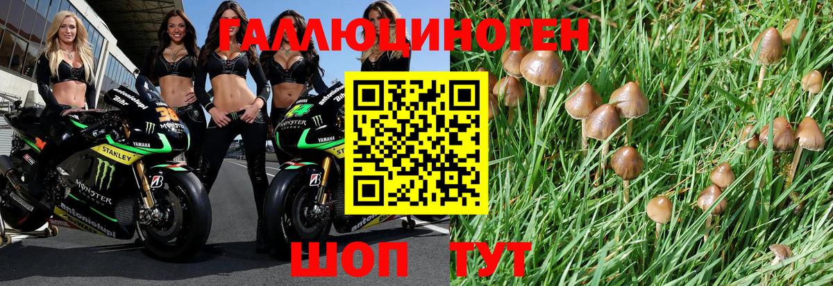 Галлюциногенные грибы Psilocybe Бутурлиновка